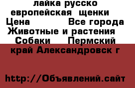 лайка русско-европейская (щенки) › Цена ­ 5 000 - Все города Животные и растения » Собаки   . Пермский край,Александровск г.